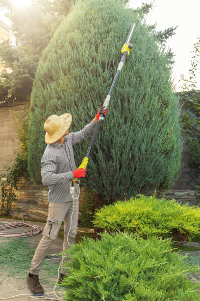 Best Pest Control for Lawns  in Courtland, VA